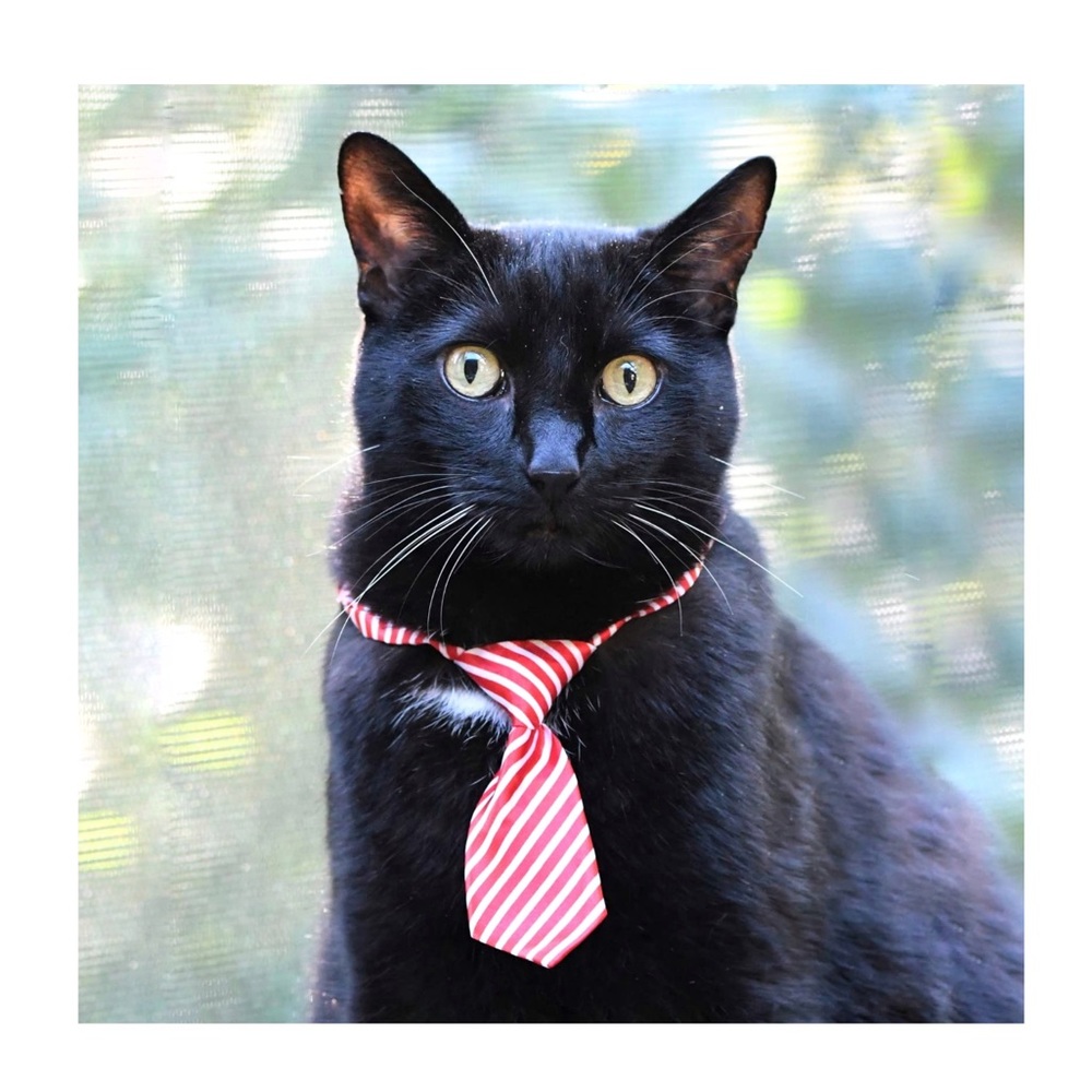 Christmas Necktie Pet Collar Adjustable Dog Cat Clip Buckle  Tie Fits SM Med Lrg - Picture 9 of 12